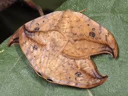 Attēlu rezultāti vaicājumam “Drepana falcataria”