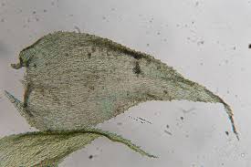 Attēlu rezultāti vaicājumam “Ctenidium molluscum”