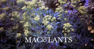 Image result for Meconopsis betonicifolia alba