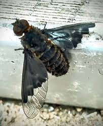 Attēlu rezultāti vaicājumam “Hemipenthes morio”