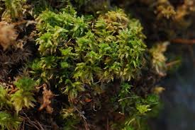 Attēlu rezultāti vaicājumam “Sphagnum”