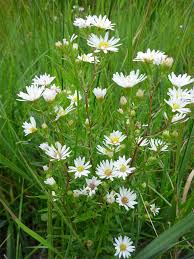 Image result for Aster lanceolatus