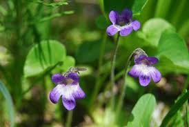 Attēlu rezultāti vaicājumam “Pinguicula vulgaris”