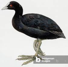 Attēlu rezultāti vaicājumam “Fulica atra”