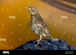 Attēlu rezultāti vaicājumam “Turdus philomelos juvenile”