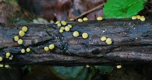 Attēlu rezultāti vaicājumam “Vibrissea decolorans”