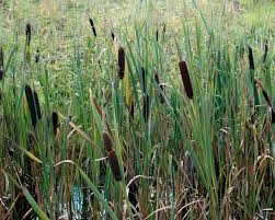 Image result for Rohrkolben