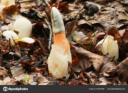 Attēlu rezultāti vaicājumam “Mutinus caninus”