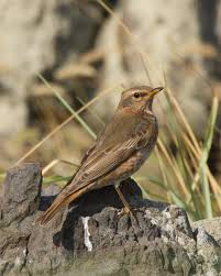 Image result for Turdus naumanni