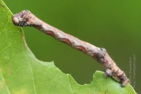 Attēlu rezultāti vaicājumam “Plagodis dolabraria”