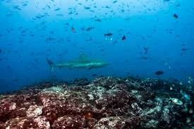 Image result for Carcharhinus galapagensis