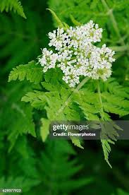 Image result for Myrrhis odorata