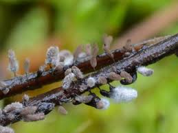 Attēlu rezultāti vaicājumam “Stemonitopsis subcaespitosa”