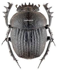 Attēlu rezultāti vaicājumam “Scarabaeidae”