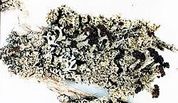 Attēlu rezultāti vaicājumam “Cladonia parasitica”