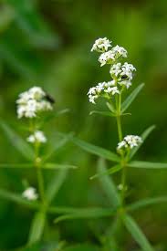 Attēlu rezultāti vaicājumam “Galium elongatum flower”