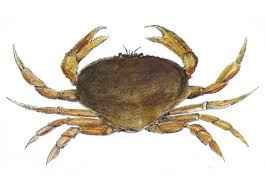 Image result for Metacarcinus magister