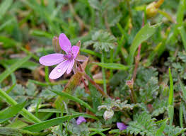 Attēlu rezultāti vaicājumam “Erodium cicutarium flower”