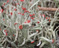 Attēlu rezultāti vaicājumam “Cladonia floerkeana”