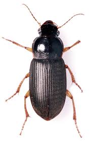 Attēlu rezultāti vaicājumam “Harpalus sp.”