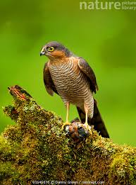 Attēlu rezultāti vaicājumam “Accipiter nisus”