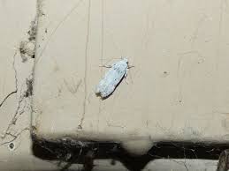 Attēlu rezultāti vaicājumam “Carpatolechia alburnella”