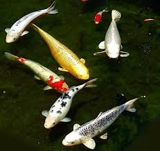 Image result for Cyprinus megalophthalmus