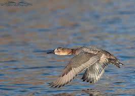 Image result for Aythya valisineria