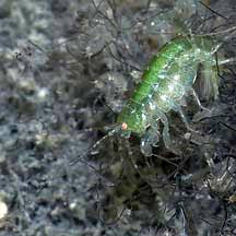 Attēlu rezultāti vaicājumam “Amphipoda”