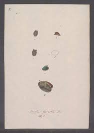 Attēlu rezultāti vaicājumam “Ancylus fluviatilis”