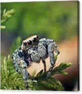 Attēlu rezultāti vaicājumam “Evarcha falcata”