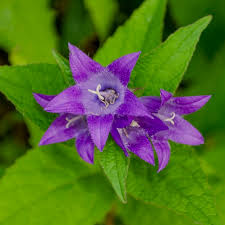 Image result for Campanula trachelium