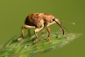 Attēlu rezultāti vaicājumam “Curculio nucum”