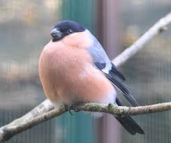 Attēlu rezultāti vaicājumam “Pyrrhula pyrrhula”