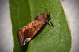 Attēlu rezultāti vaicājumam “Cosmia pyralina”