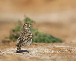 Image result for Calandrella rufescens