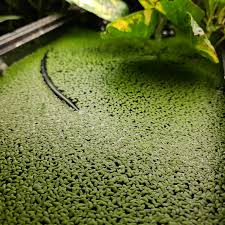 Attēlu rezultāti vaicājumam “Lemnaceae”