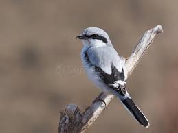 Attēlu rezultāti vaicājumam “Lanius excubitor”