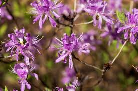 Attēlu rezultāti vaicājumam “Rhododendron canadense”
