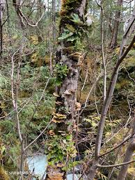 Attēlu rezultāti vaicājumam “Inonotus leporinus”