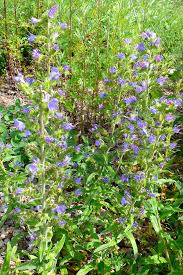 Attēlu rezultāti vaicājumam “Echium vulgare flower”