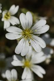 Attēlu rezultāti vaicājumam “Cerastium arvense flower”