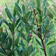 Attēlu rezultāti vaicājumam “Myrica gale”
