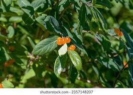 Attēlu rezultāti vaicājumam “Lonicera tatarica fruit”