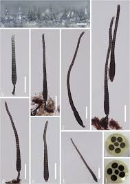 Attēlu rezultāti vaicājumam “Schistidium dupretii sporophyte”