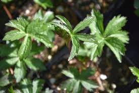 Attēlu rezultāti vaicājumam “Astrantia major leaf”