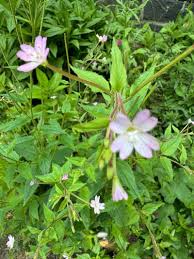 Attēlu rezultāti vaicājumam “Epilobium montanum flower”