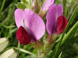 Attēlu rezultāti vaicājumam “Vicia sativa”