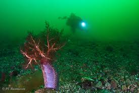 Image result for Cucumaria frondosa