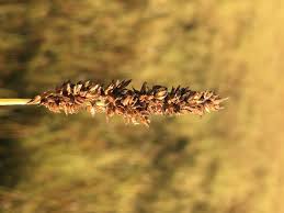 Attēlu rezultāti vaicājumam “Carex diandra”